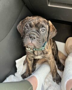 RIZZO (MALE)