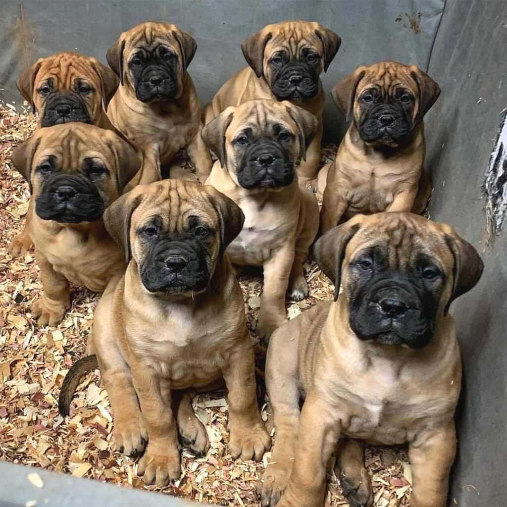 Bullmastiff Puppies